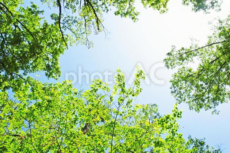 樹木と空 木,新緑,キラキラの写真素材