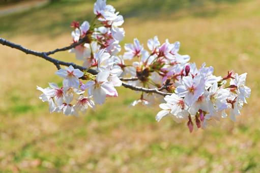 ソメイヨシノの花びら 桜,ソメイヨシノ,花の写真素材