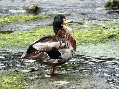 水辺に立つマガモ 水辺に立つマガモの写真