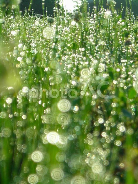 水滴と緑の葉と朝の光 水滴,すいてき,waterの写真素材