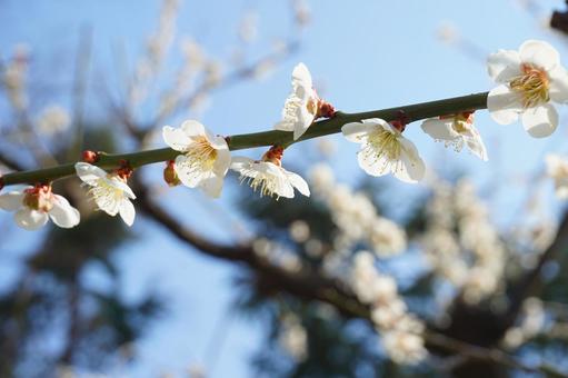 梅の花 梅 木 枝 梅の花 梅 木 枝の写真