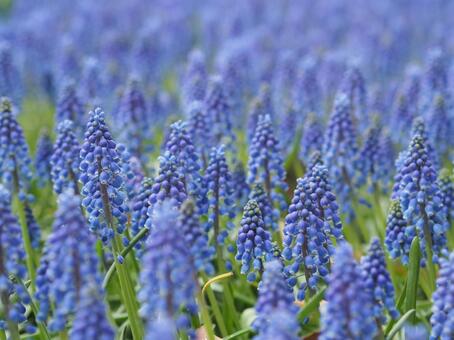 ムスカリ畑 ムスカリ,花,青の写真素材
