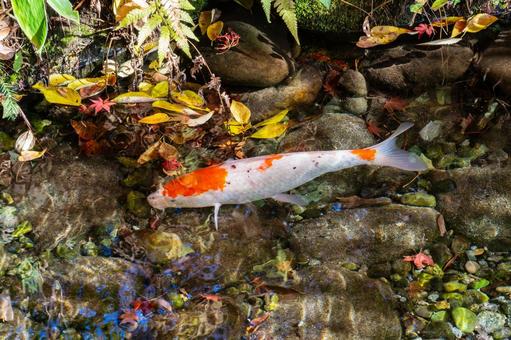 もみじ公園の秋(32) 秋,紅葉,モミジの写真素材