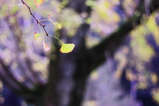 黄色く色づいたイチョウの葉っぱ 黄色く色づいたイチョウの葉っぱ 紅葉,イチョウ,秋の写真素材