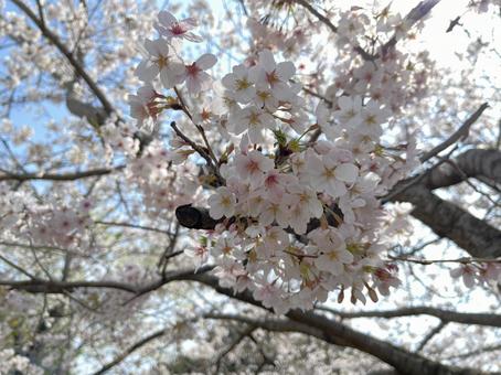 桜 桜の写真