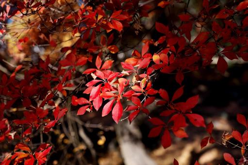 赤く色づいたドウダンツツジ ドウダンツツジ,紅葉,秋の写真素材