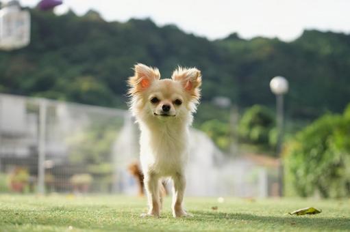 ドッグランのワンコ(ミックス犬) ドッグランのワンコ(ミックス犬)の写真