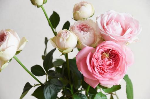 ピンクのばらの写真