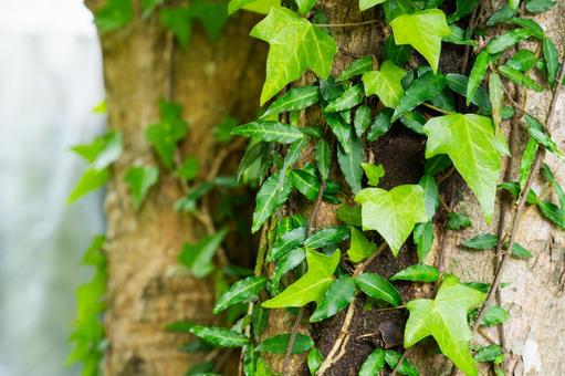 Photo, ivy, wood, forest, 