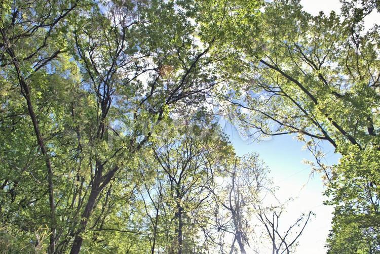 新緑が美しい初夏の森の風景 木漏れ日,初夏,森の写真素材