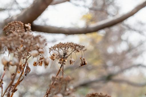 枯れゆく季節の残像 枯れゆく季節の残像 紫陽花,枯れ花,茎の写真素材