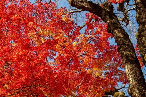 もみじ公園の秋⑺ 秋,紅葉,モミジの写真素材