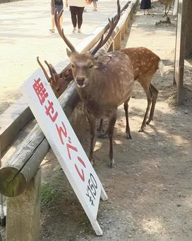 鹿せんべいをねだる鹿 鹿,オスの鹿,角の写真素材