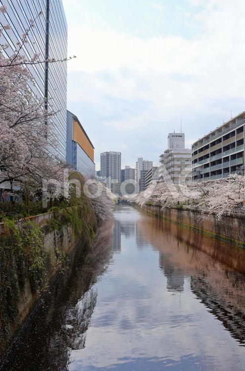 ４月上旬の東京目黒川の桜の花 背景,桜,花の写真素材