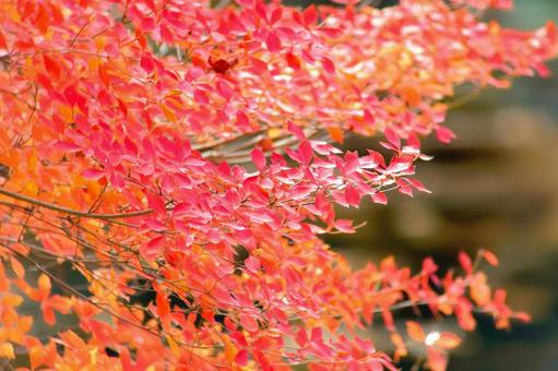 紅葉 黄葉 紅葉 黄葉の写真