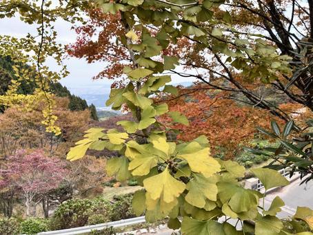 秋 銀杏,イチョウ,紅葉の写真素材