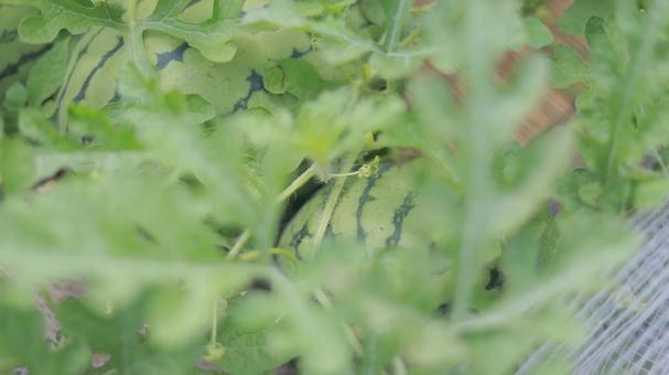 Photo, grass, field, watermelon, 