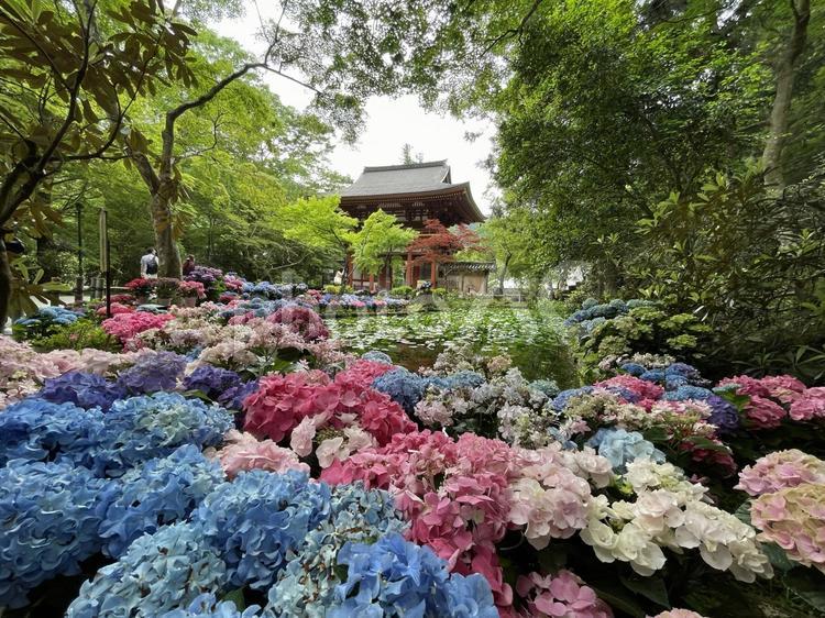 室生寺・奈良県・あじさい回廊・紫陽花 室生寺,奈良県,奈良の写真素材