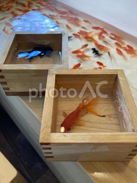 夏といえば 金魚すくい,金魚,出目金の写真素材