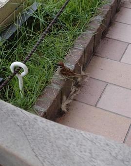 佇むスズメ 佇むスズメの写真