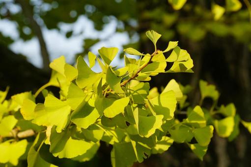 イチョウの葉の写真