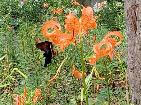 ユリ ユリの写真