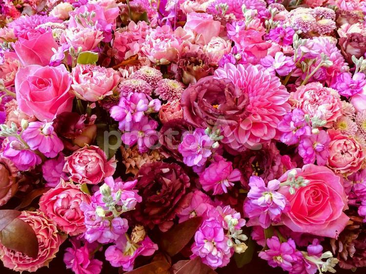 花の絨毯 バラ,薔薇,ばらの写真素材