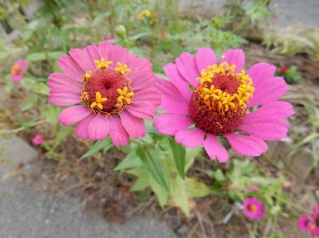 【花の写真】 ヒャクニチソウ（百日草）の写真