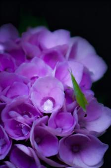 Water catcher in the shade, JPG