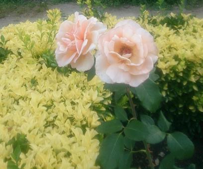 薔薇の花 薔薇の花の写真