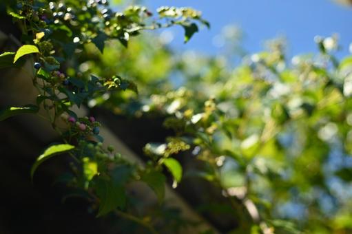 ノブドウ 自然,空,ノブドウの写真素材