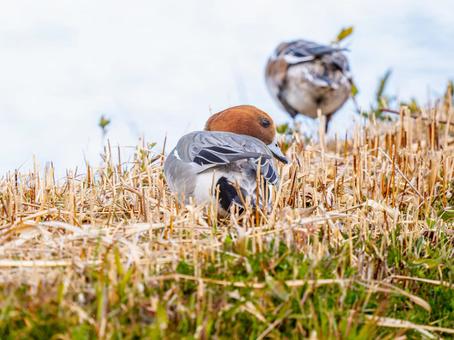 Wigeon duck walking on the ground, JPG