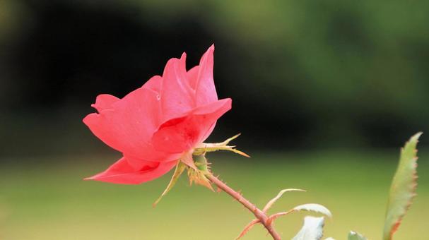 河津バカテル公園　秋バラ 薔薇,秋,花の写真素材