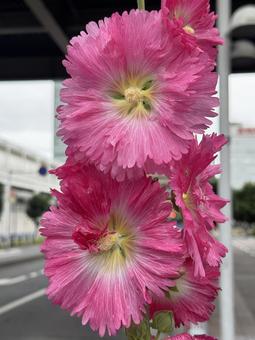 舘葵 舘葵,ピンク,花の写真素材