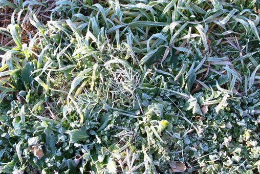 霜がついた草 霜,冬,自然の写真素材