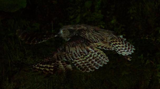 飛ぶシマフクロウ 飛ぶシマフクロウの写真