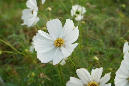 コスモス コスモス,秋,花の写真素材