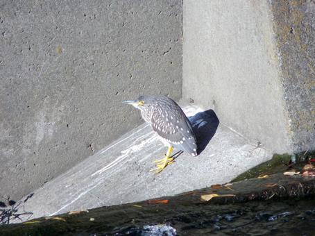 河川の護岸コンクリートに佇むホシゴイ 河川の護岸コンクリートに佇むホシゴイ ホシゴイ,鳥,野鳥の写真素材