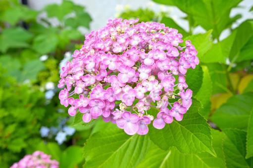 鮮やかに咲くピンク色のアジサイの花房 鮮やかに咲くピンク色のアジサイの花房の写真