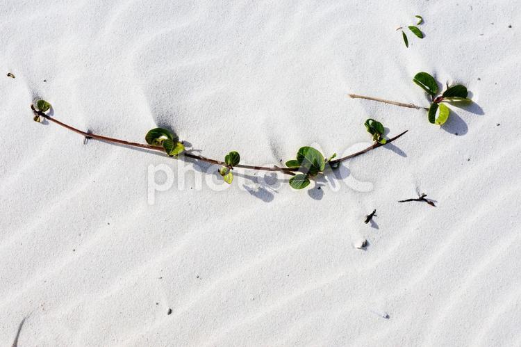 白い砂浜と植物 砂浜,白,白い砂浜の写真素材