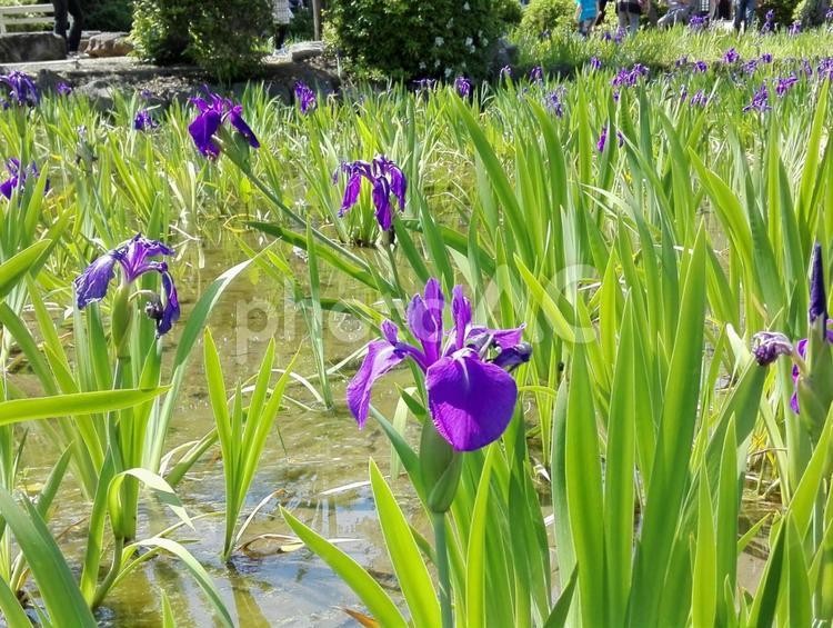 菖蒲 菖蒲,ハナショウブ,しょうぶの写真素材