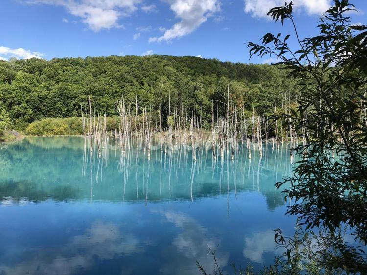 北海道　青い池 日本,北海道,青い池の写真素材