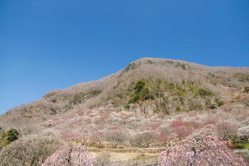 青空に映える満開の紅梅と白梅 梅,迎春,梅の花の写真素材