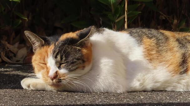 腕枕でお昼寝中のあざと過ぎる三毛猫 三毛猫,猫,昼寝の写真素材