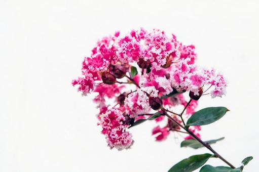 Crape myrtle (variegated) 1, JPG Crape myrtle (variegated) 1, JPG