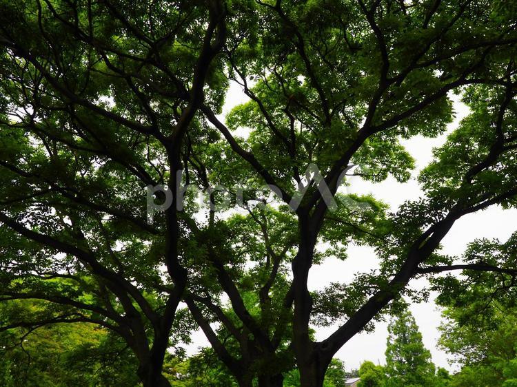 青々と茂る樹木の枝葉 木,樹木,植栽の写真素材