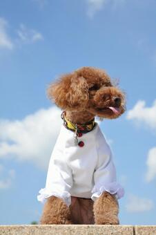 オシャレなトイプードル トイプードル,犬,空の写真素材