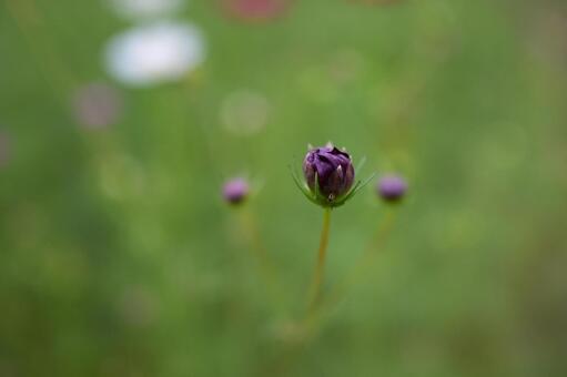 つぼみ　コスモス コスモス,所沢,いろいろの写真素材