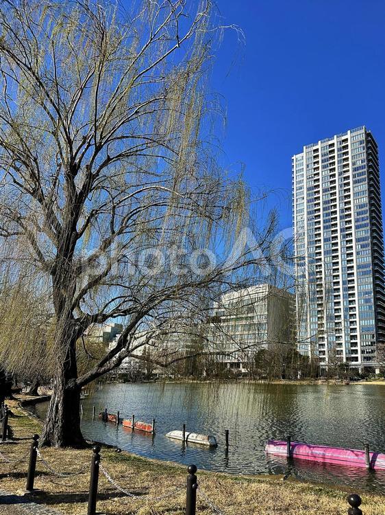上野公園　不忍池　台東区上野　池　冬 上野公園,不忍池,台東区上野の写真素材