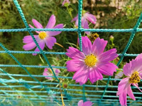 花のクローズアップ 花のクローズアップの写真